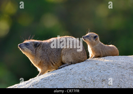 (Procavia capensis Rock Hyrax) avec les jeunes, Stuttgart, Bade-Wurtemberg, Allemagne, Europe Banque D'Images