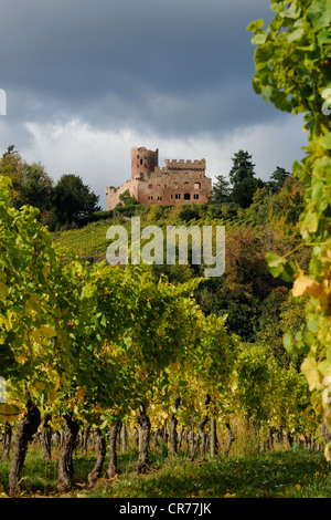 La France, Bas Rhin, Alsace, Kintzheim Château et son vignoble Banque D'Images