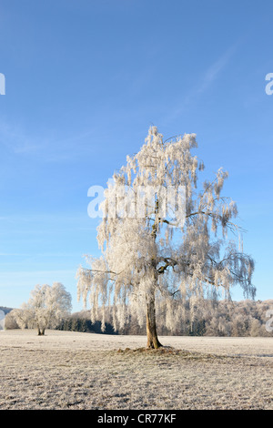 Bouleau (Betula) recouvert de givre, Jura souabe, Bade-Wurtemberg, Allemagne, Europe Banque D'Images