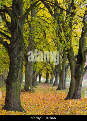 Poplar Avenue avec le chemin en automne, le peuplier noir (Populus nigra), en Basse-franconie, Franconia, Bavaria, Germany, Europe Banque D'Images