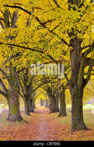 Poplar Avenue avec le chemin en automne, le peuplier noir (Populus nigra), en Basse-franconie, Franconia, Bavaria, Germany, Europe Banque D'Images