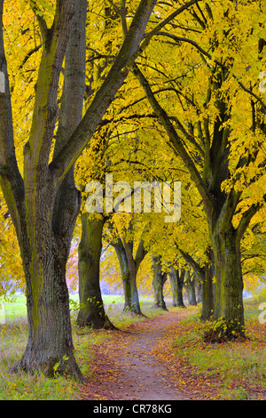 Poplar Avenue avec le chemin en automne, le peuplier noir (Populus nigra), en Basse-franconie, Franconia, Bavaria, Germany, Europe Banque D'Images