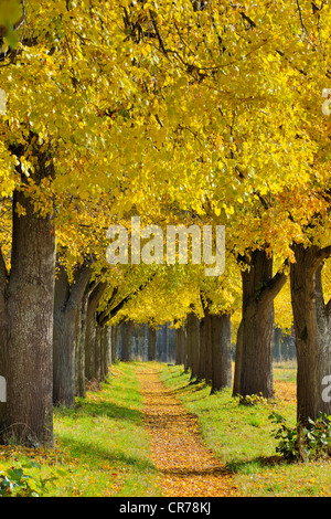 Poplar Avenue avec le chemin en automne, le peuplier noir (Populus nigra), en Basse-franconie, Franconia, Bavaria, Germany, Europe Banque D'Images