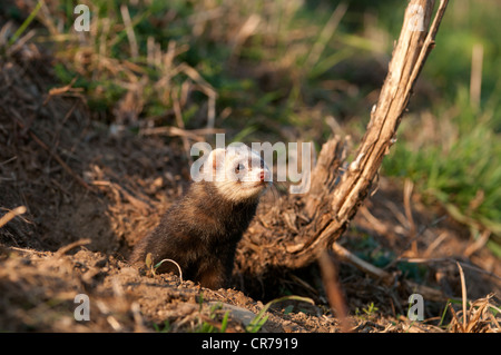 D'amérique (Mustela putorius furo), Coblence, Rhénanie-Palatinat, Allemagne, Europe Banque D'Images