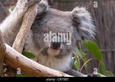 Koala à des branches Banque D'Images