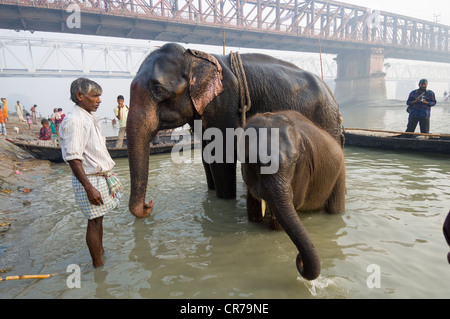 La mère et les jeunes éléphants d'être baigné dans le fleuve Gandak avant d'être mis en vente, à l'Sonepur Mela, Sonepur, Bihar, Inde Banque D'Images