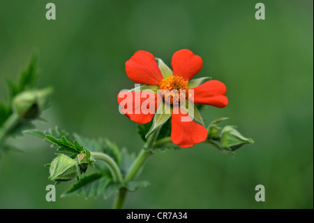 Benoîte écarlate (Geum coccineum), les Balkans Banque D'Images