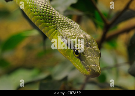 Vert à queue rouge (Gonyosoma oxycephala Couleuvre obscure), l'Asie Banque D'Images