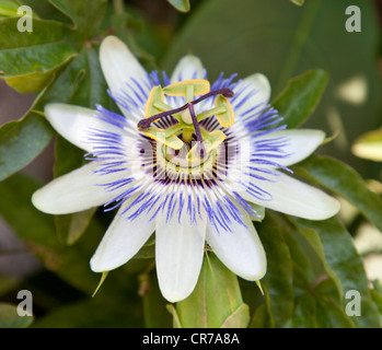 Passion commune fleur - Passiflora caerulea Banque D'Images