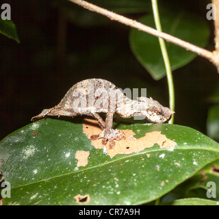 Uroplatus phantasticus, le gecko à queue de feuille sataniques, Parc National de Ranomafana, Madagascar Banque D'Images