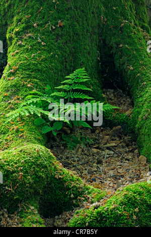 Dame-de-Vénus (Athyrium) croissant entre le tronc couvert de mousse d'un vieux hêtre (Fagus) arbre, forêt ancienne de Sababurg, Hesse Banque D'Images