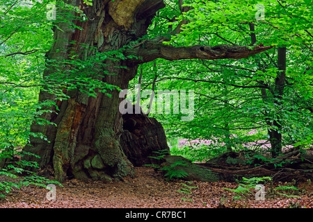 Env. 600 ans de hêtre (Fagus) arbre, forêt ancienne de Sababurg, Hesse, Germany, Europe Banque D'Images