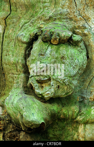 Visage sur un 800 ans hêtre (Fagus), des forêts anciennes de Sababurg, Hesse, Germany, Europe Banque D'Images