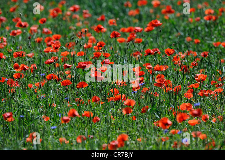 Coquelicot (Papaver rhoeas) dans un champ de blé Banque D'Images