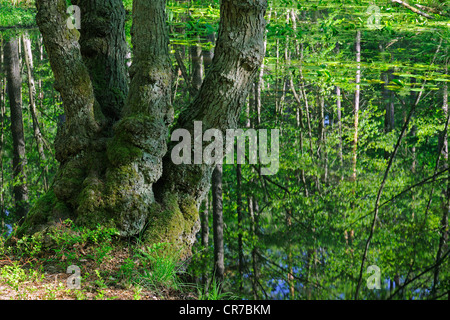 Tronc d'un vieux charme (Carpinus betulus), dans les marais de la vallée Briese, près de Berlin, Germany, Europe Banque D'Images