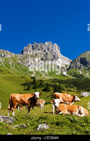 L'Autriche, Salzburg County, les vaches sur les pâturages alpins en face du Mont Bischofsmutze Banque D'Images