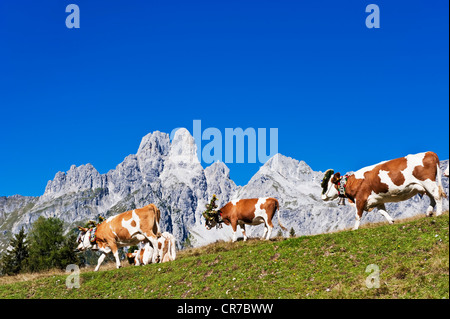 L'Autriche, Salzburg County, les vaches sur les pâturages alpins en face du Mont Bischofsmutze Banque D'Images