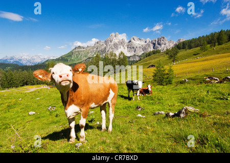 L'Autriche, Salzburg County, les vaches sur les pâturages alpins en face du Mont Bischofsmutze Banque D'Images