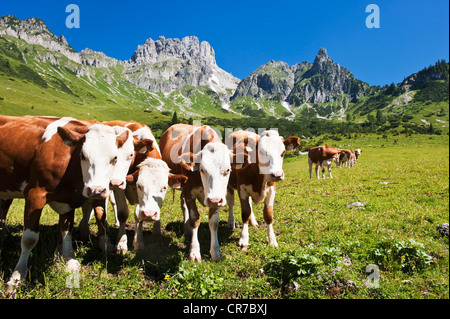 L'Autriche, Salzburg County, les vaches sur les pâturages alpins en face du Mont Bischofsmutze Banque D'Images