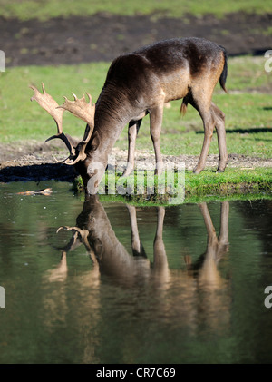 Le daim (Dama dama), buck mature, boire de l'étang dans une clairière, la réflexion dans l'eau, Brandebourg, Allemagne, Europe Banque D'Images