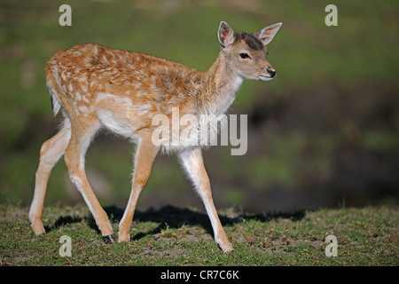 Le daim (Dama dama), fauve, de marcher à travers la prairie dans une clairière, Brandenburg, Germany, Europe Banque D'Images