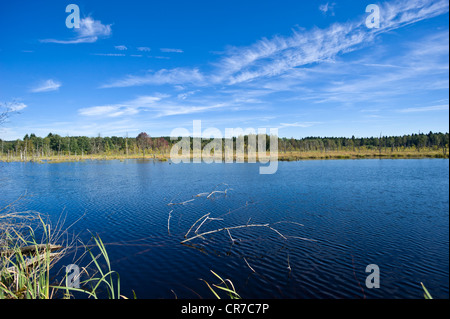 Source de la Neckar, Schwenninger Moos marsh, réserve naturelle, Villingen-Schwenningen, Forêt-Noire, Bade-Wurtemberg Banque D'Images