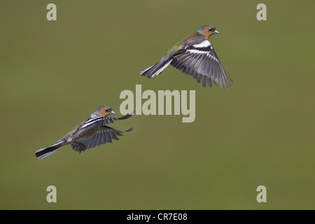 Chaffinch Fringilla coelebs homme battant de scrub Banque D'Images