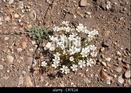 Souris de champ-oreille (Cerastium arvense) National Parque Monte Leon côte Atlantique du sud de la province de Santa Cruz, Patagonie Argentine Banque D'Images