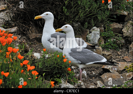 L'ouest de goélands argentés (Larus occidentalis), paire, l'île d'Alcatraz, California, USA Banque D'Images