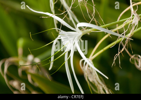 Amaryllis-espèces, spider lily (Hymenocallis occidentalis), fleurs, Fuerteventura, Canary Islands, Spain, Europe Banque D'Images