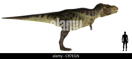 Illustration d'une comparaison de la taille d'un adulte Tyrannosaurus avec une moyenne des adultes de sexe masculin (1,8 mètres) Banque D'Images