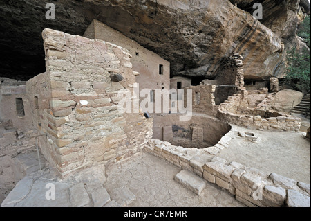 Maison de l'arbre de l'épinette, falaise de logement des autochtones américains, environ 800 ans, Mesa Verde National Park Banque D'Images