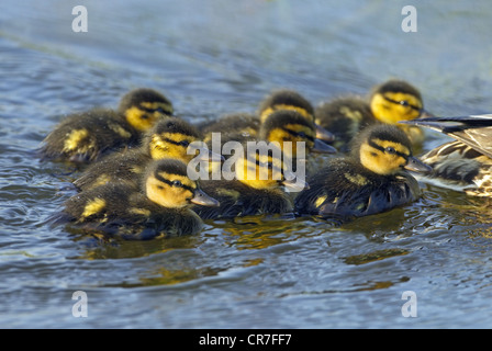 Canard colvert Anas platyrhynchos Canard nouvellement éclos brood Banque D'Images