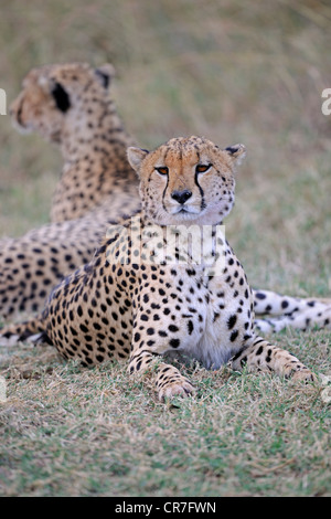 Deux guépards (Acinonyx jubatus) qui se trouve à l'ombre d'un buisson, Masai Mara National Reserve, Kenya, Afrique de l'Est, l'Afrique Banque D'Images