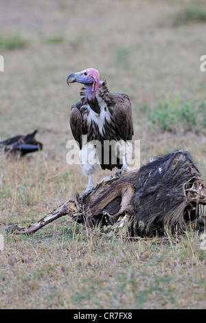 Coprin micacé (Torgos tracheliotos), se nourrissant de gnous bleus morts (Connochaetes taurinus), la charogne Banque D'Images