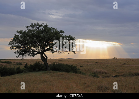 Saucisse africaine (arbre Kigelia africana Kigelia pinnata), nuages d'orage à l'arrière, Masai Mara National Reserve, Kenya Banque D'Images