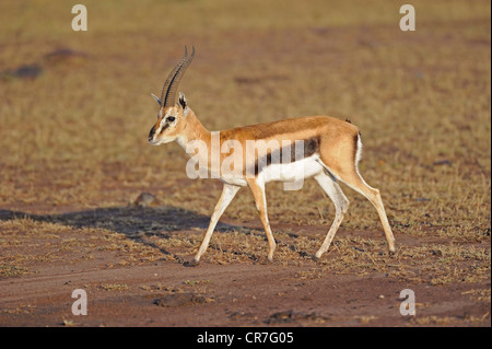 La gazelle de Thomson (Gazella thomsoni Eudorcas, anciennement thomsoni), Masai Mara, Kenya, Afrique Banque D'Images