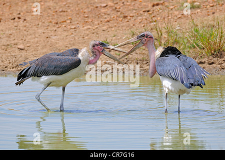 Les cigognes (crumeniferus Marabou Flamant rose (Phoenicopterus ruber), combattant dans un étang, Maasai Mara National Reserve, Kenya, Africa Banque D'Images