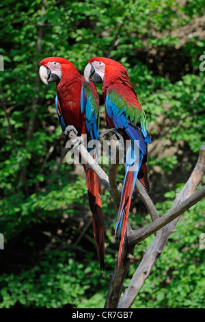 Red-et-Ara vert ou vert-winged Macaw (Ara chloroptera), paire Banque D'Images