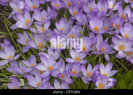 Crocus de printemps en pleine floraison dans Chalet jardin à la fin de février Banque D'Images