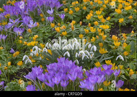 Hiver Printemps Crocus Aconites et perce-neige jardin en mars Norfolk Banque D'Images