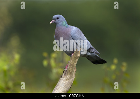 Pigeon colombin Columba oenas oiseaux adultes au printemps Banque D'Images