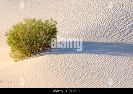 Mesquite Flat Dunes au lever du soleil, la Death Valley National Park, California, USA
