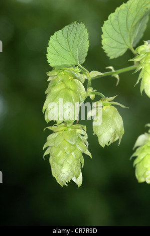 HOP Humulus lupulus (Cannabaceae) Banque D'Images