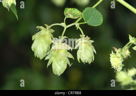 HOP Humulus lupulus (Cannabaceae) Banque D'Images