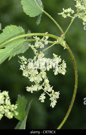 HOP Humulus lupulus (Cannabaceae) Banque D'Images