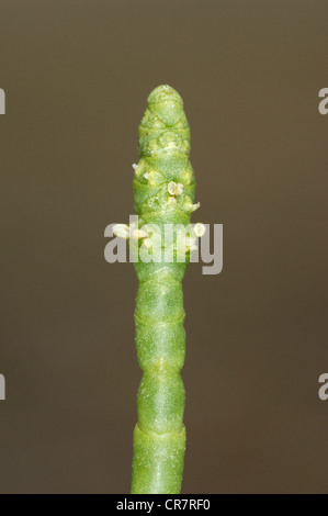 La salicorne (Salicornia europaea commun Chenopodiaceae) Banque D'Images