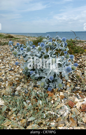 Eryngium maritimum HOLLY-MER (Apiaceae) Banque D'Images