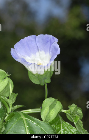 Nicandra physalodes Apple du Pérou Banque D'Images