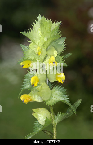 Une plus grande-HOCHET JAUNE Rhinanthus angustifolius (Scrophulariaceae) Banque D'Images